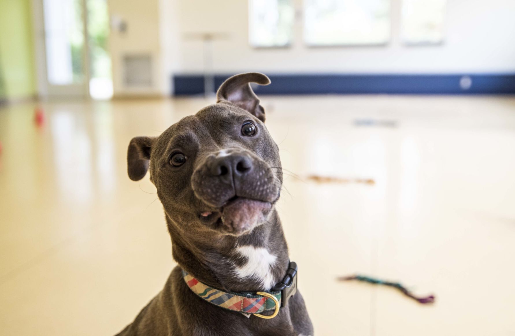 Lynchburg Humane Society